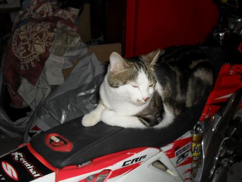 Image attachée