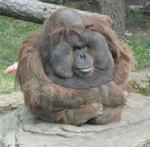 Image attachée