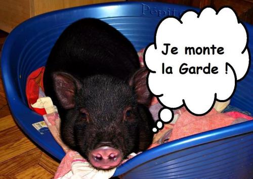 Image attachée