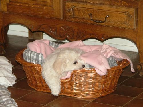 Image attachée