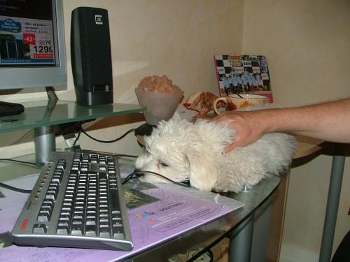 Image attachée