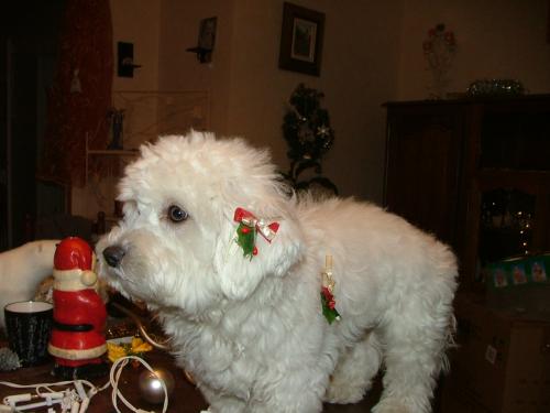 Image attachée